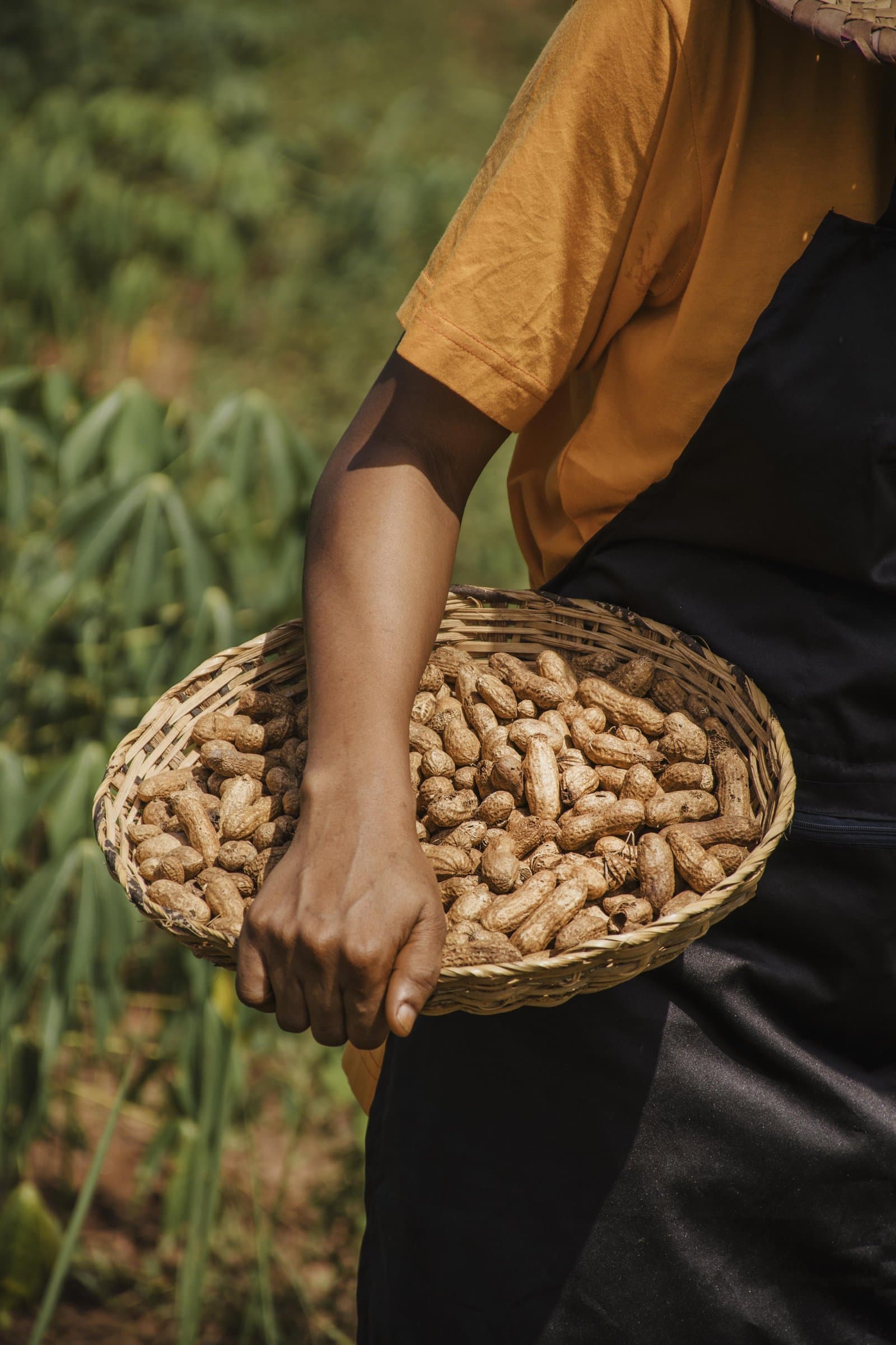 Peanut harvest — agricultural soil in Kerala